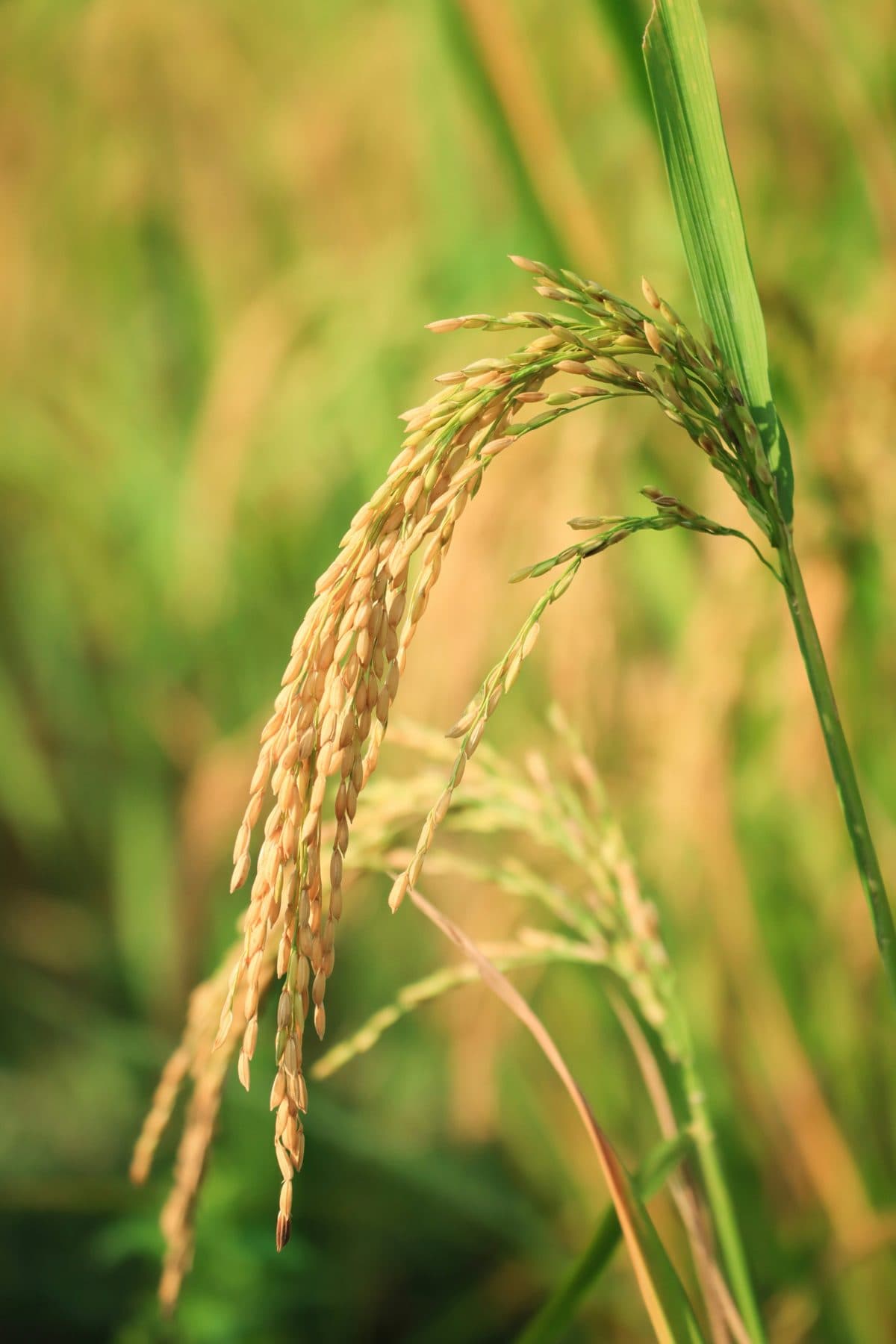 Espiga de arroz madura no campo