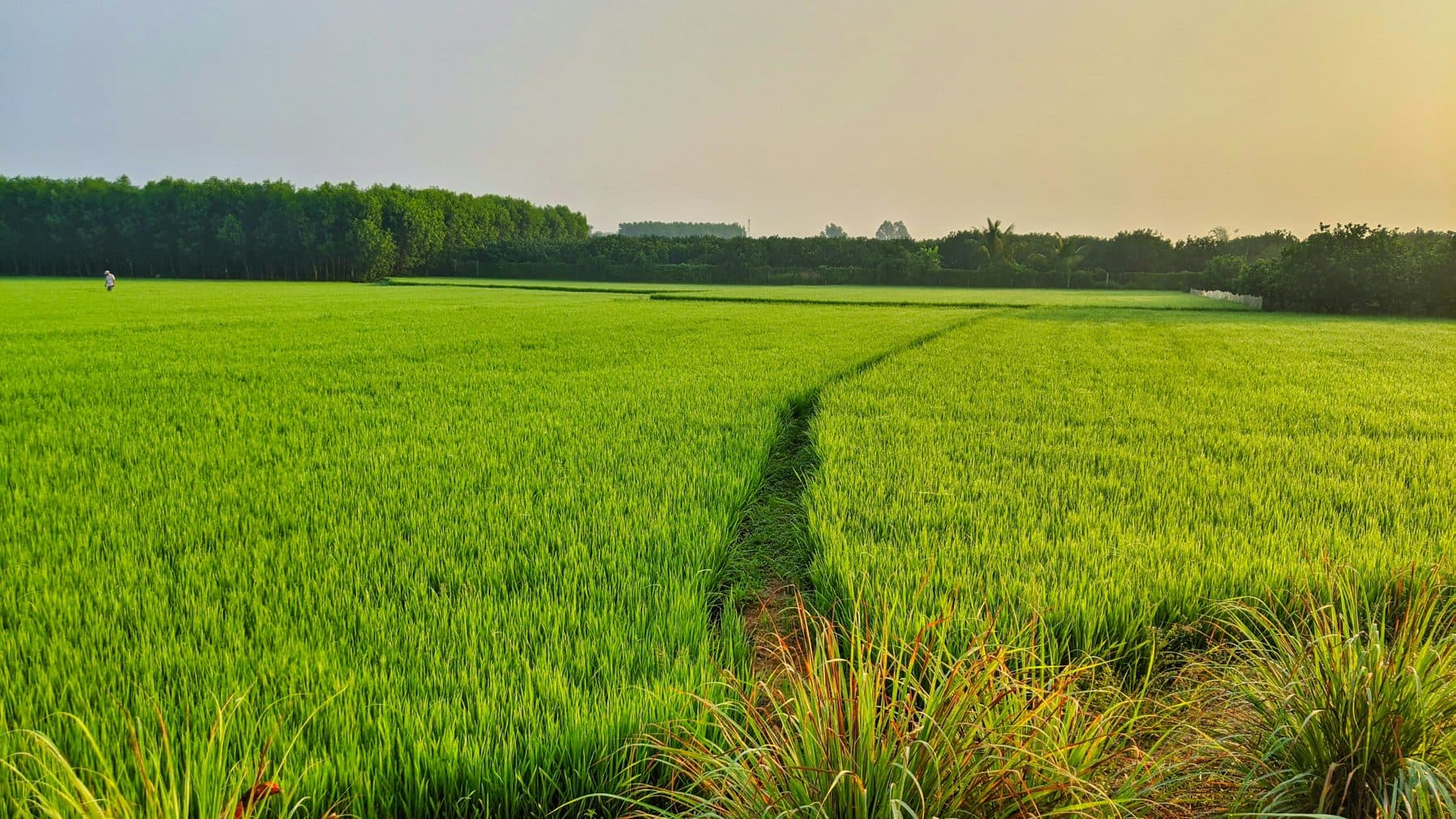 Lavoura de arroz